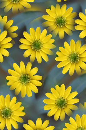 花朵印花华亿平台图片