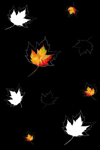 852930-枫叶-水彩黑色底