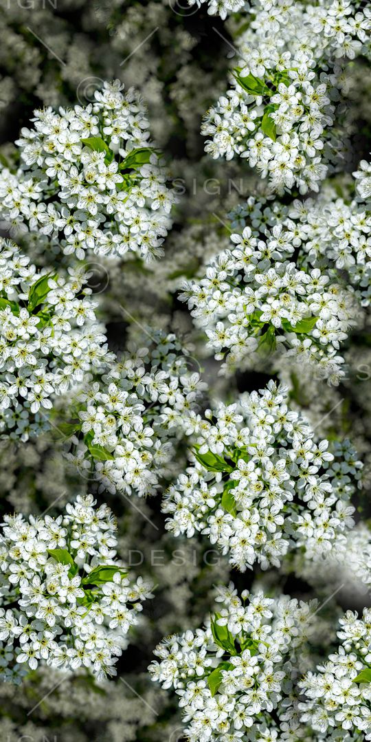 蒲公英印花华亿平台图片