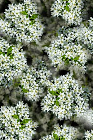 蒲公英印花华亿平台图片