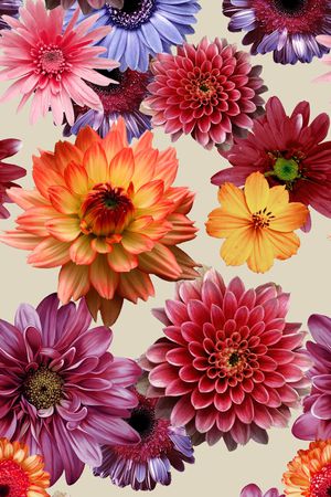 菊花印花华亿平台图片