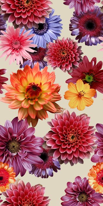 菊花印花华亿平台图片