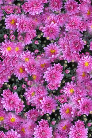 兰花印花华亿平台图片