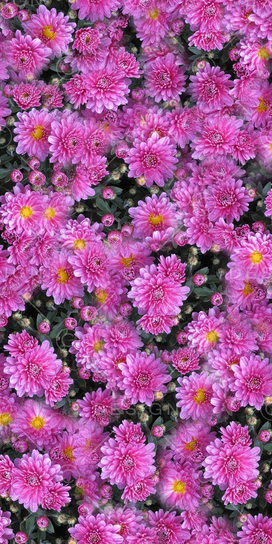 兰花印花华亿平台图片