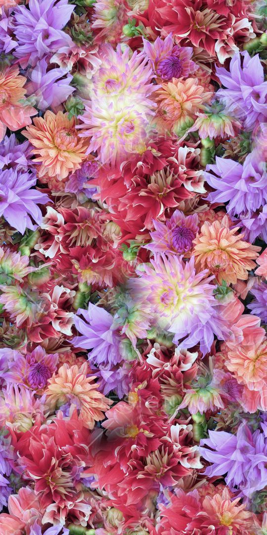 大花印花华亿平台图片