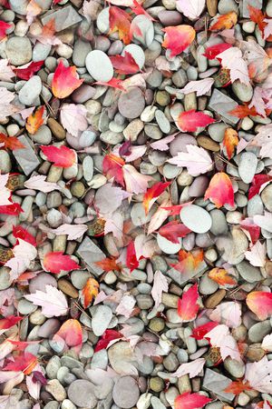 枫叶印花华亿平台图片