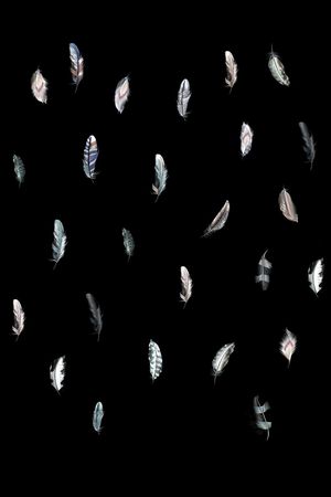 羽毛印花华亿平台图片