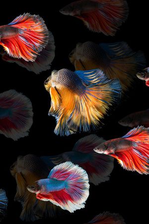 风景印花华亿平台图片