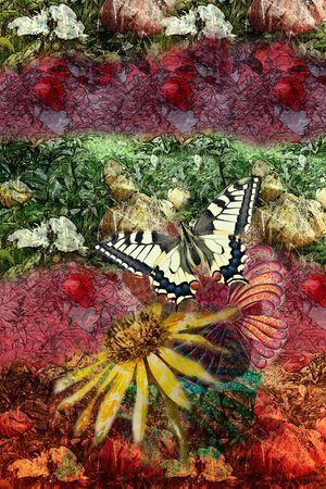 蝴蝶印花华亿平台图片