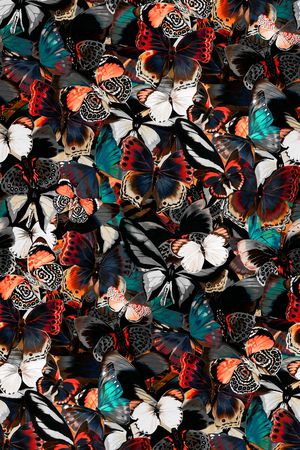 蝴蝶印花华亿平台图片