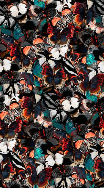 860617-多蝴蝶彩色