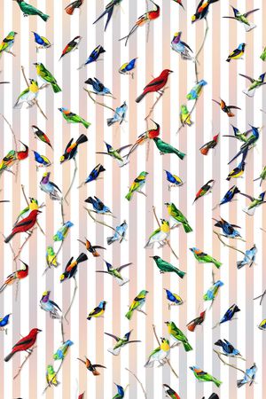 Birds印花华亿平台图片