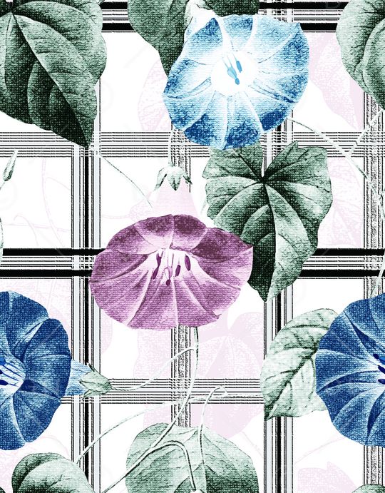 牵牛花印花华亿平台图片