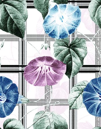 牵牛花印花华亿平台图片