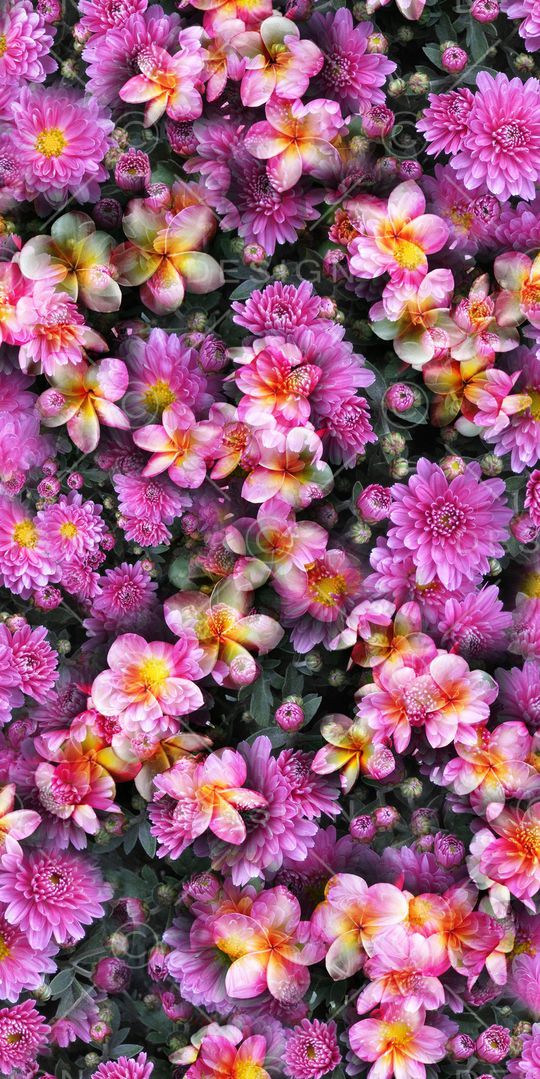 大花印花华亿平台图片