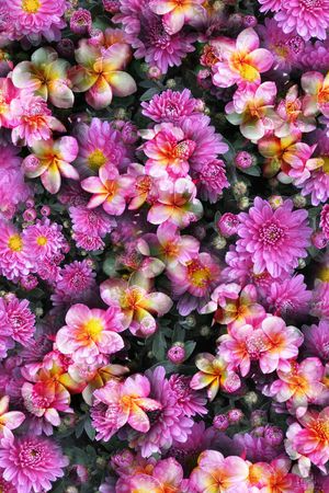 大花印花华亿平台图片