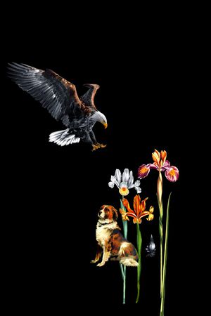 老鹰印花华亿平台图片