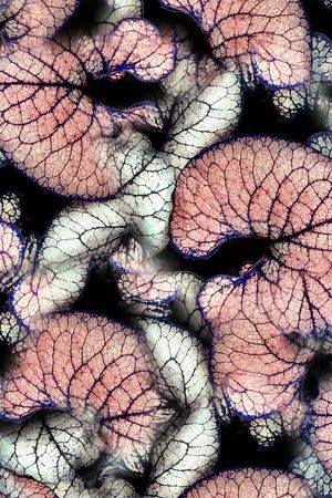 数码印花印花华亿平台图片