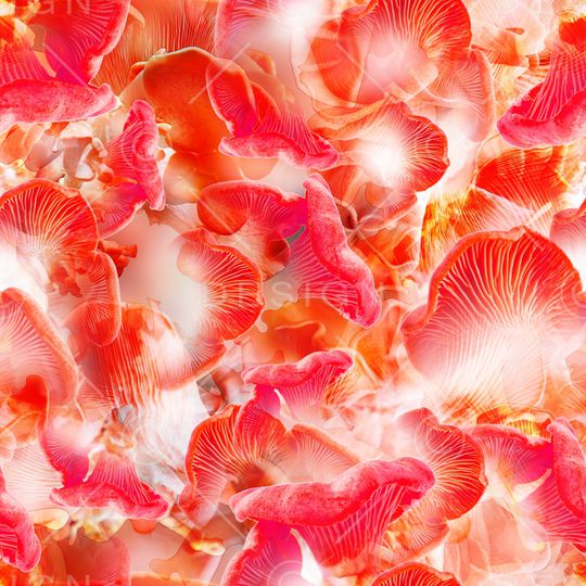 红玫瑰印花华亿平台图片