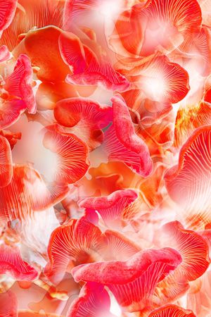 红玫瑰印花华亿平台图片