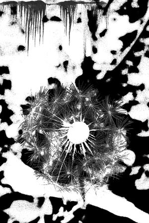 黑白花印花华亿平台图片