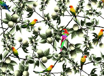 865147-植物果子鹦鹉2号