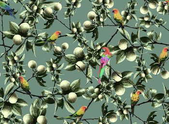 865151-植物果子鹦鹉3号