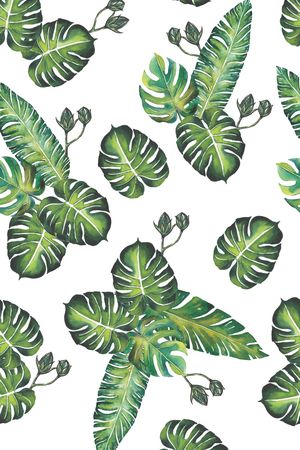 龟背竹印花华亿平台图片