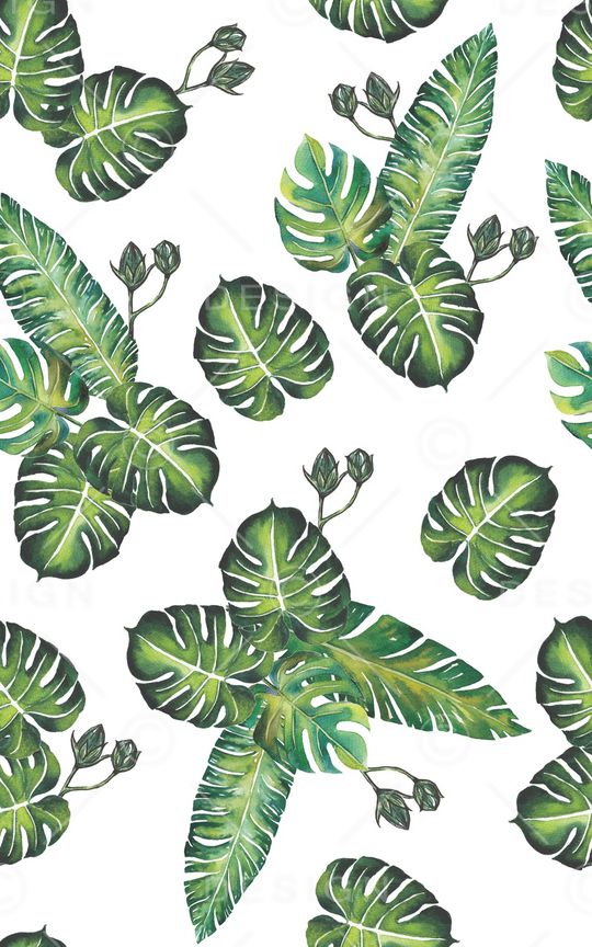 龟背竹印花华亿平台图片