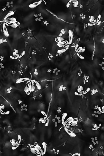 867255-FLZ17-6-12....