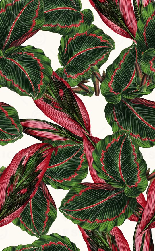 高清花卉印花华亿平台图片