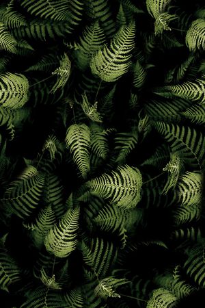 棕榈叶印花华亿平台图片