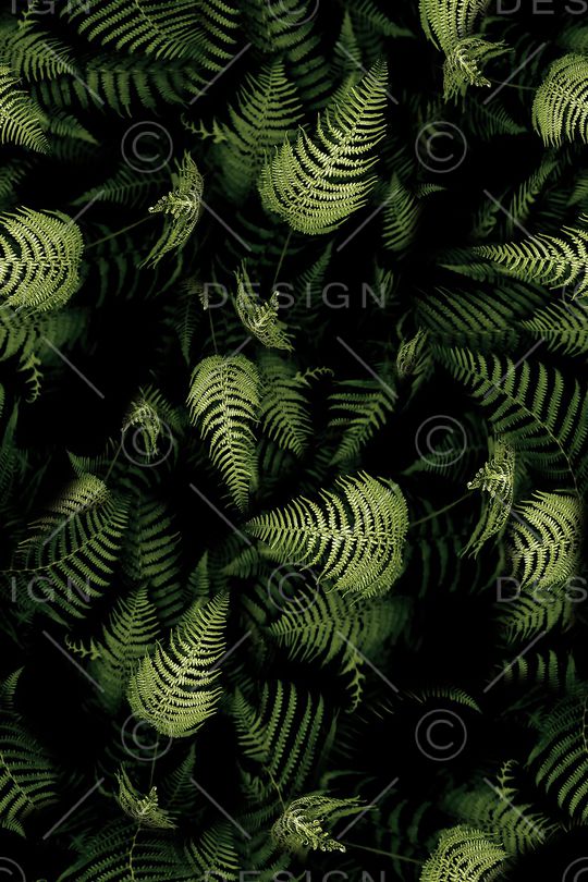 棕榈叶印花华亿平台图片