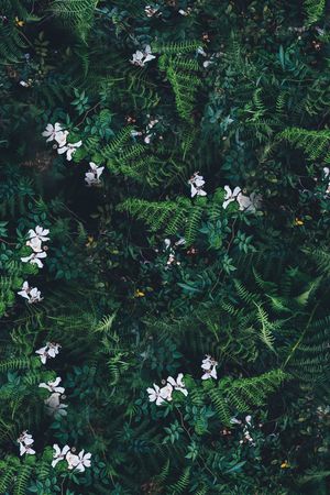 乱花印花华亿平台图片