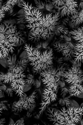 868379-FLZ17-6-16...