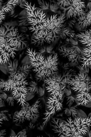 植物印花华亿平台图片