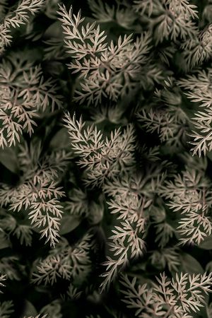 植物印花华亿平台图片