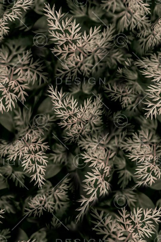 植物印花华亿平台图片