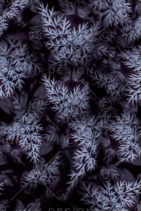 植物印花华亿平台图片