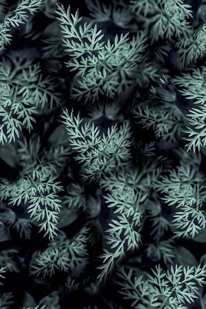 植物印花华亿平台图片