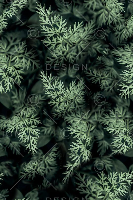 植物印花华亿平台图片