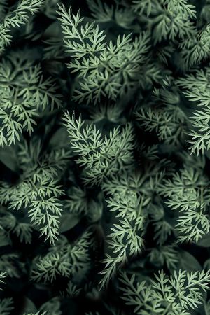 植物印花华亿平台图片