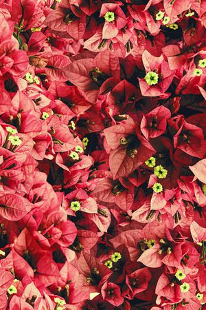 满花印花华亿平台图片