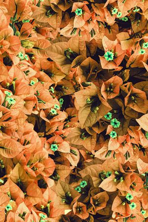 满花印花华亿平台图片