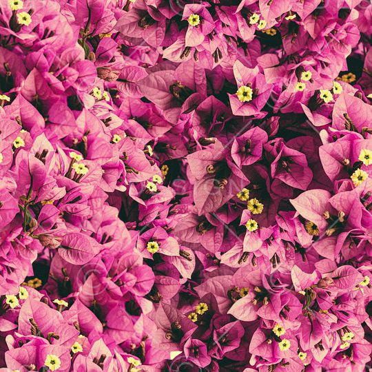 满花印花华亿平台图片