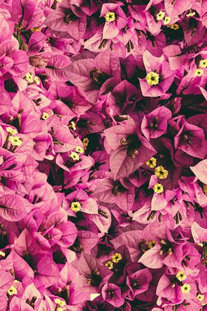 满花印花华亿平台图片