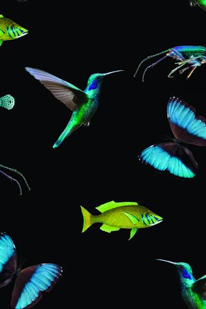 鱼印花华亿平台图片