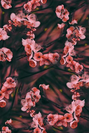 枯萎花卉印花华亿平台图片