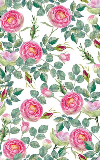 878460-20170623 rose-5