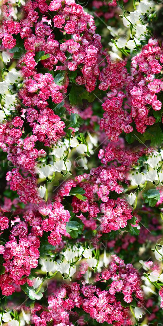 花朵印花华亿平台图片